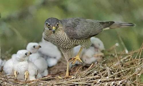 鹞子在线观看,揭秘神秘鹞子家族的传奇故事